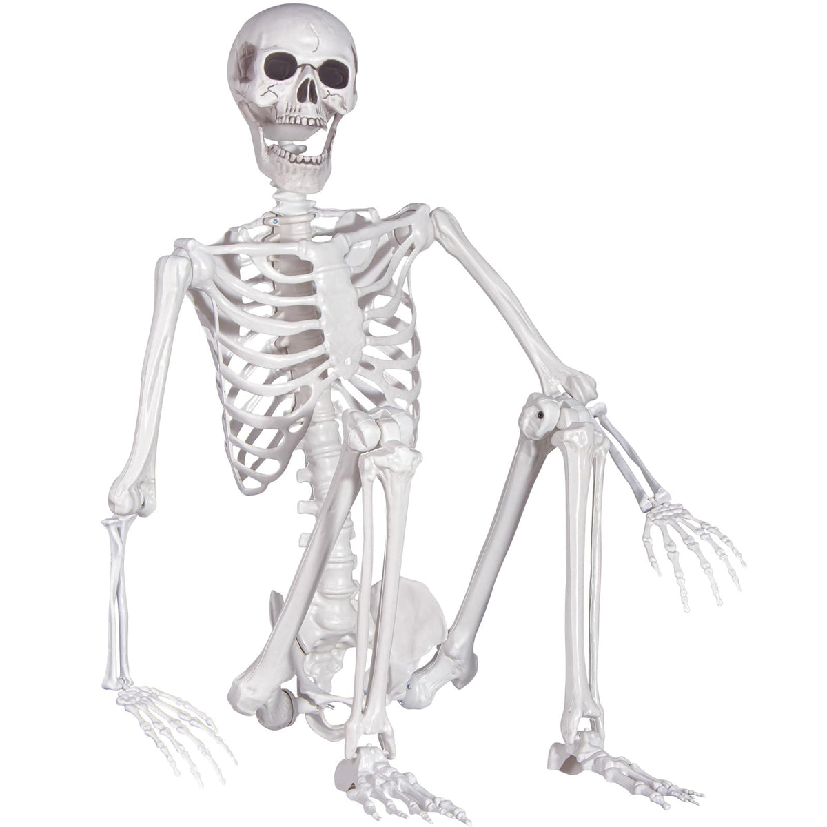 Life Size Skeleton with Movable Joints J844