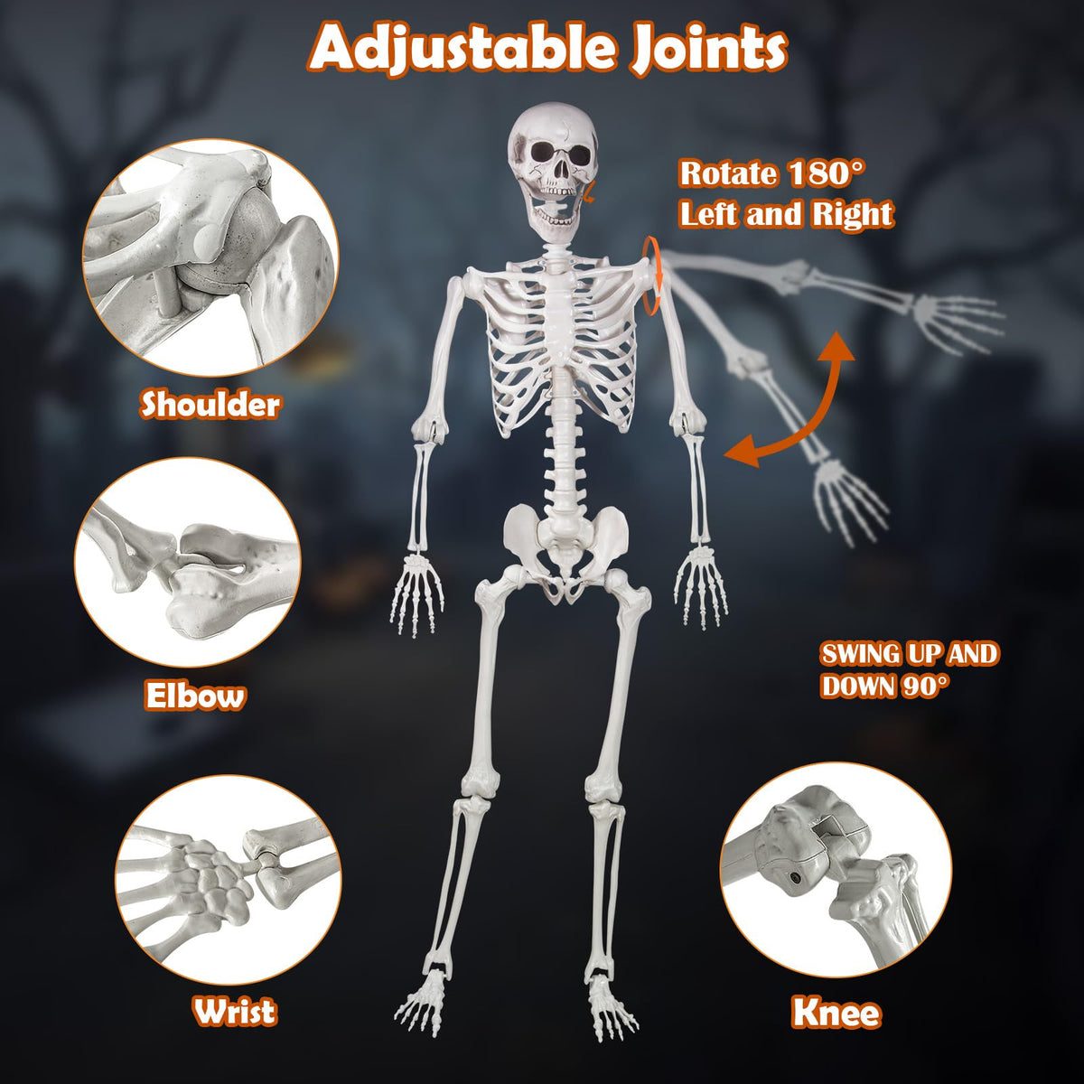 Life Size Skeleton with Movable Joints J844