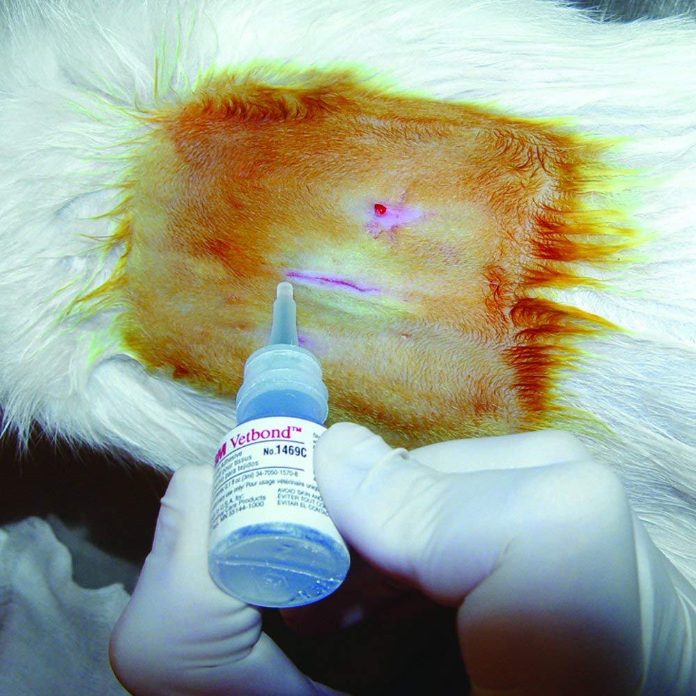 Veterinary Tissue Adhesive 0.1 oz L74782