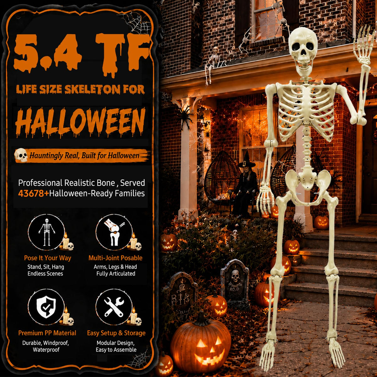 Life Size Skeleton O491