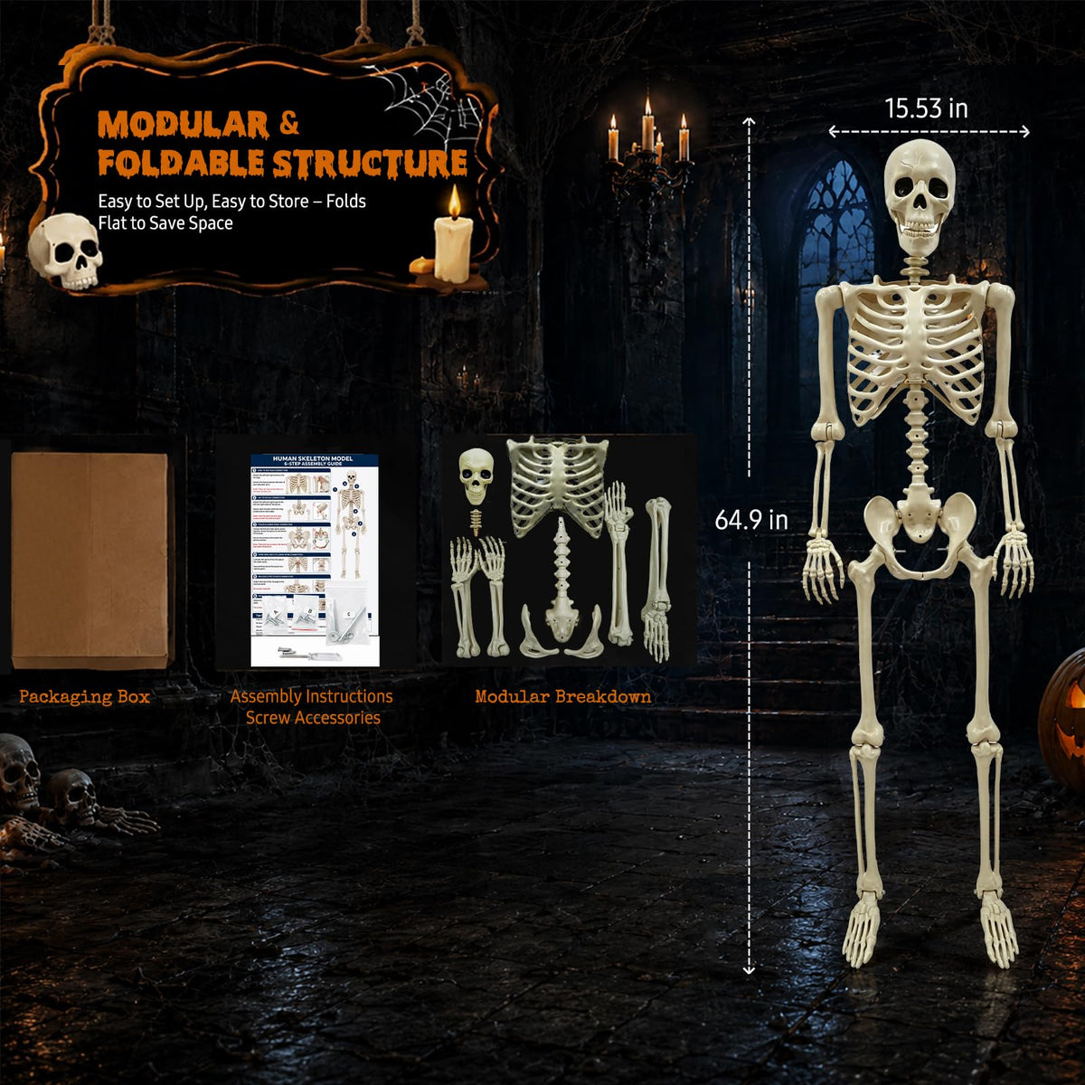 Life Size Skeleton O491