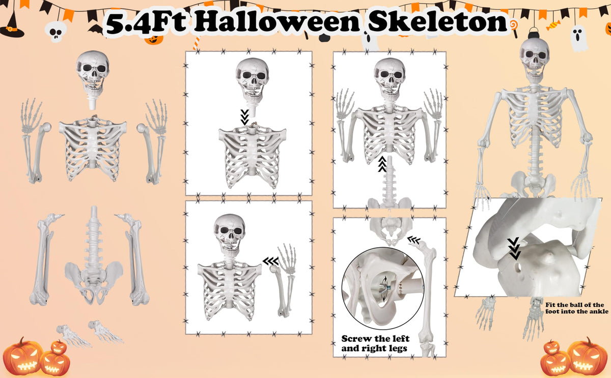 Life Size Skeleton with Movable Joints J844
