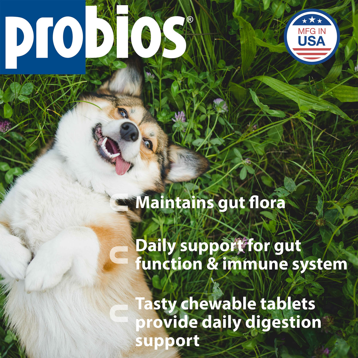 Digestive Dog Tabs 45 chewable tablets G865226